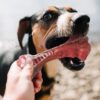 Bone-shaped Toy For Dog - Durable And Amazing