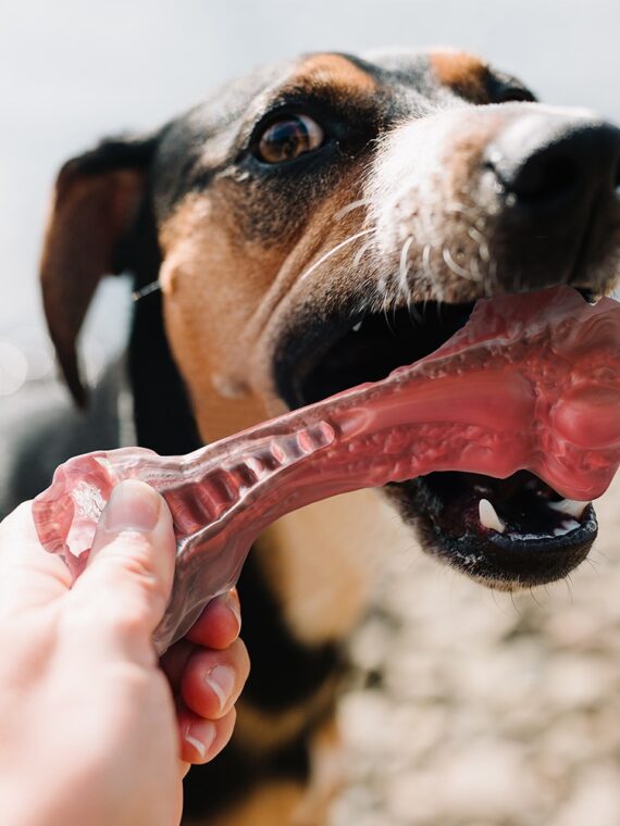 Bone-shaped Toy For Dog - Durable And Amazing