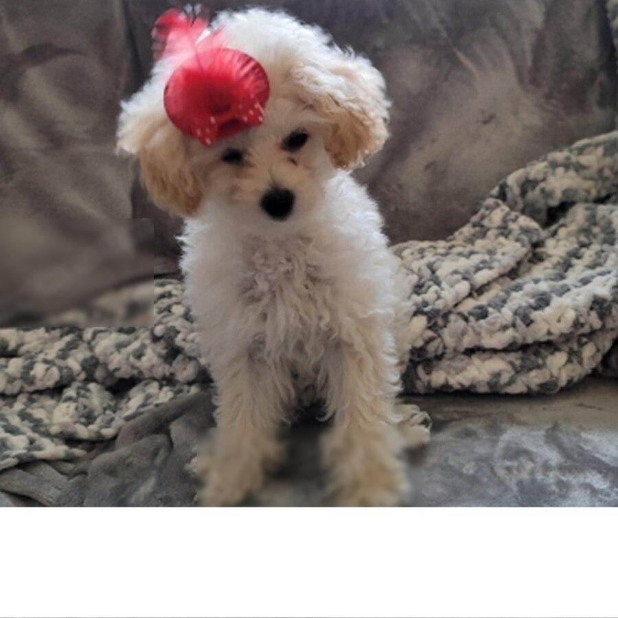 Cute Feather Hat - Aristocrat Style For Dog