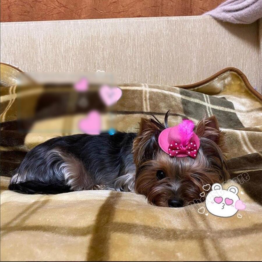 Cute Feather Hat - Aristocrat Style For Dog