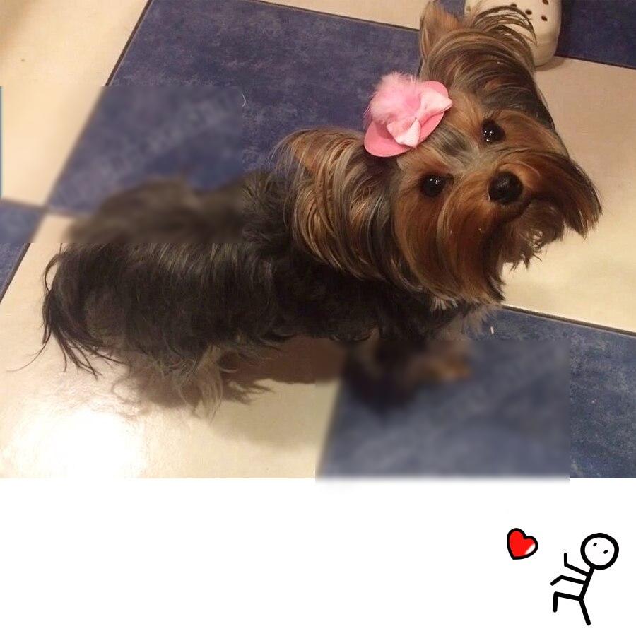 Cute Feather Hat - Aristocrat Style For Dog