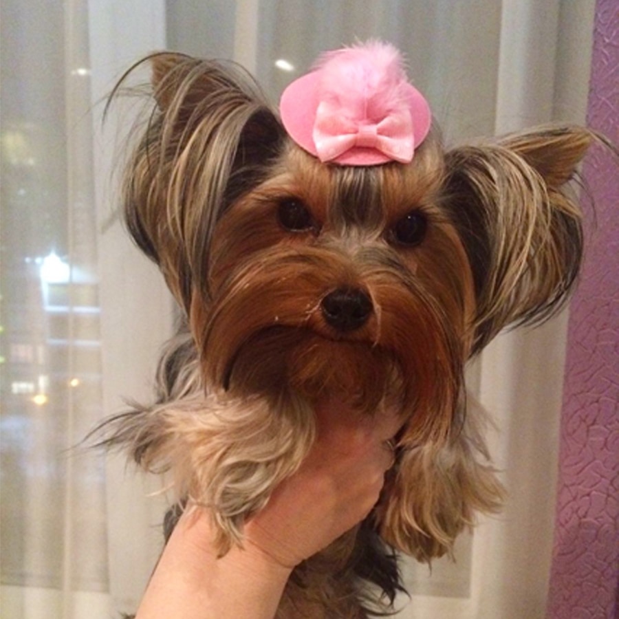 Cute Feather Hat - Aristocrat Style For Dog
