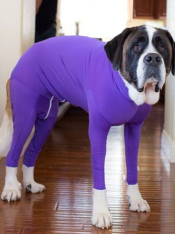 Basic Jumpsuit With A Convenient Zipper For Dog