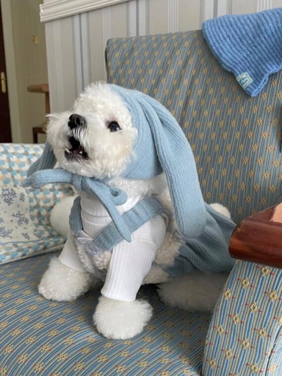 Cute And Sweet Winter Outfits For Dogs