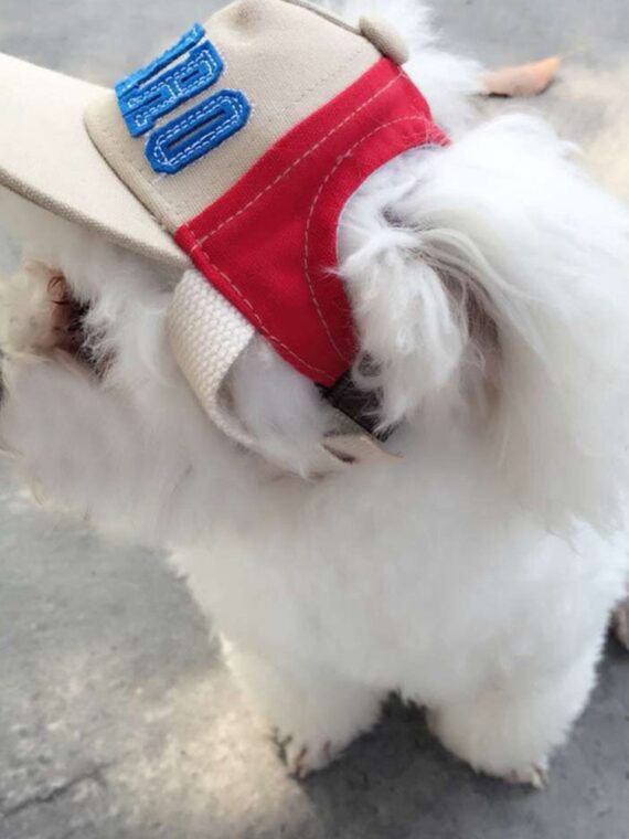 Sports Hat With Ear Holes For Dog