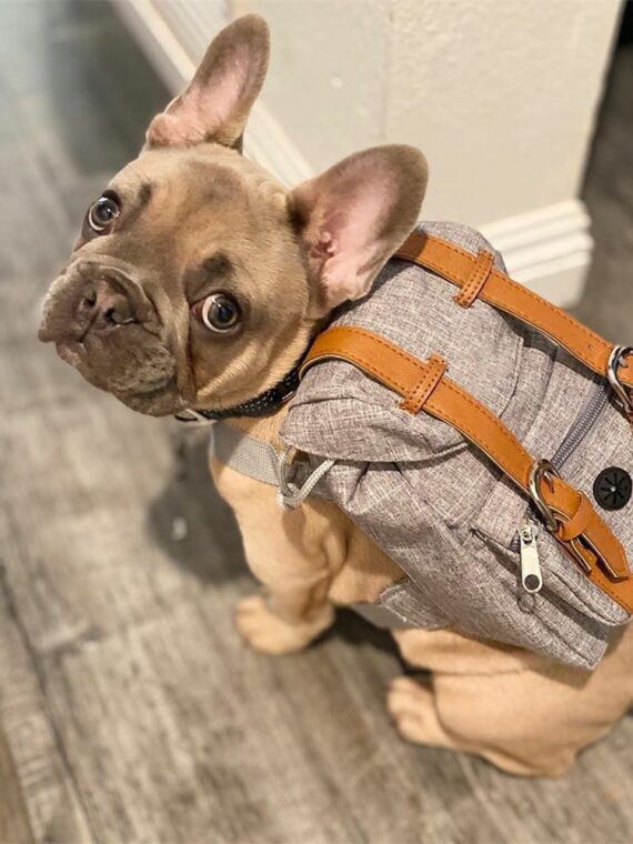Travel Backpack For Dog - Compact and convenient